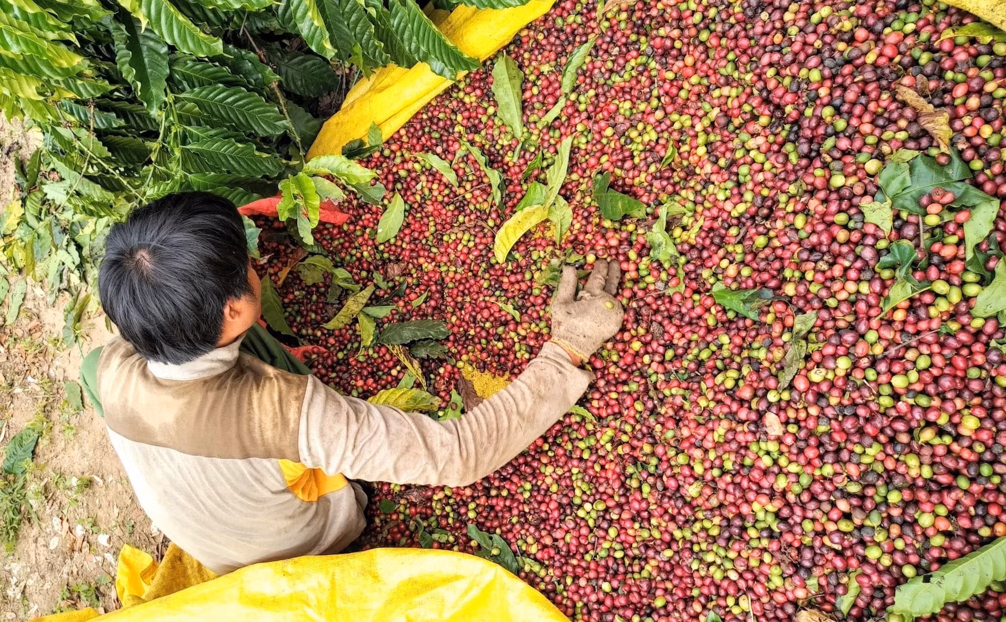 Cơ hội để cà phê Việt thâm nhập sâu vào thị trường châu Phi ảnh 2