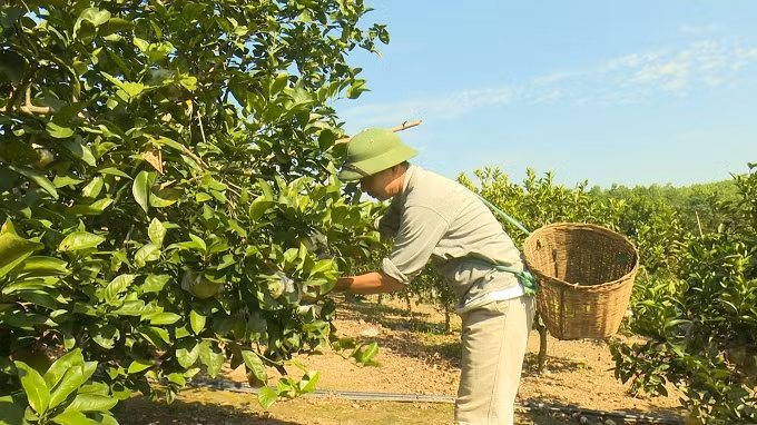 “Cõng vốn” lên non giúp đồng bào làm giàu ở Phú Thọ ảnh 2