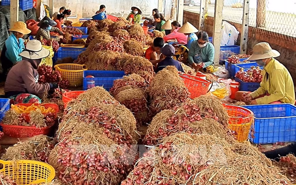 Dịch COVID-19: Sóc Trăng "tắc" khâu tiêu thụ nông sản ảnh 1