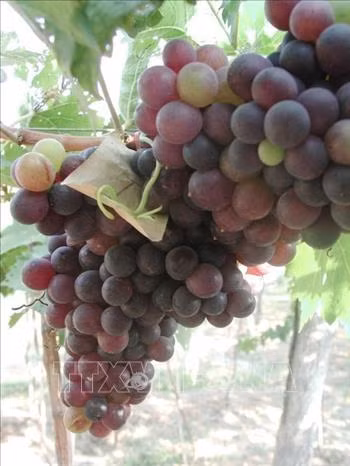 Ninh Thuận: Thử nghiệm thành công hai giống nho không hạt chất lượng cao ảnh 3