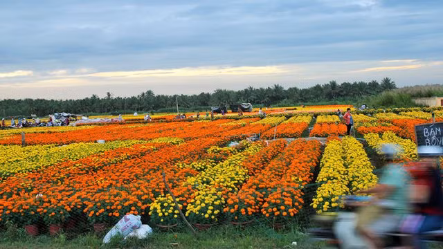 Bến Tre đầu tư 85 tỷ đồng phát triển cây giống và hoa kiểng Chợ Lách ảnh 2