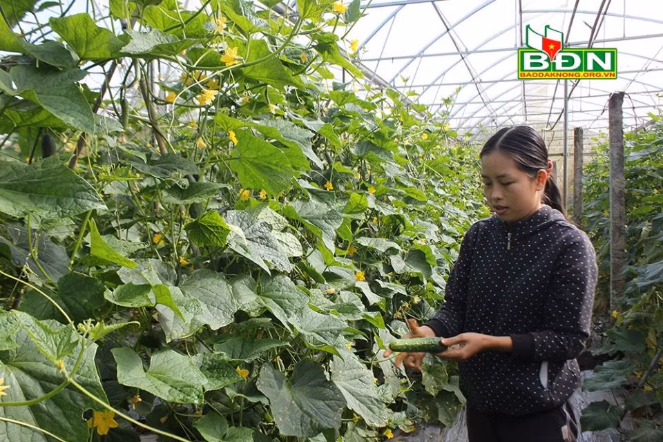 Đắk Nông định hướng phát triển kinh tế hợp tác xã ứng dụng công nghệ cao ảnh 1
