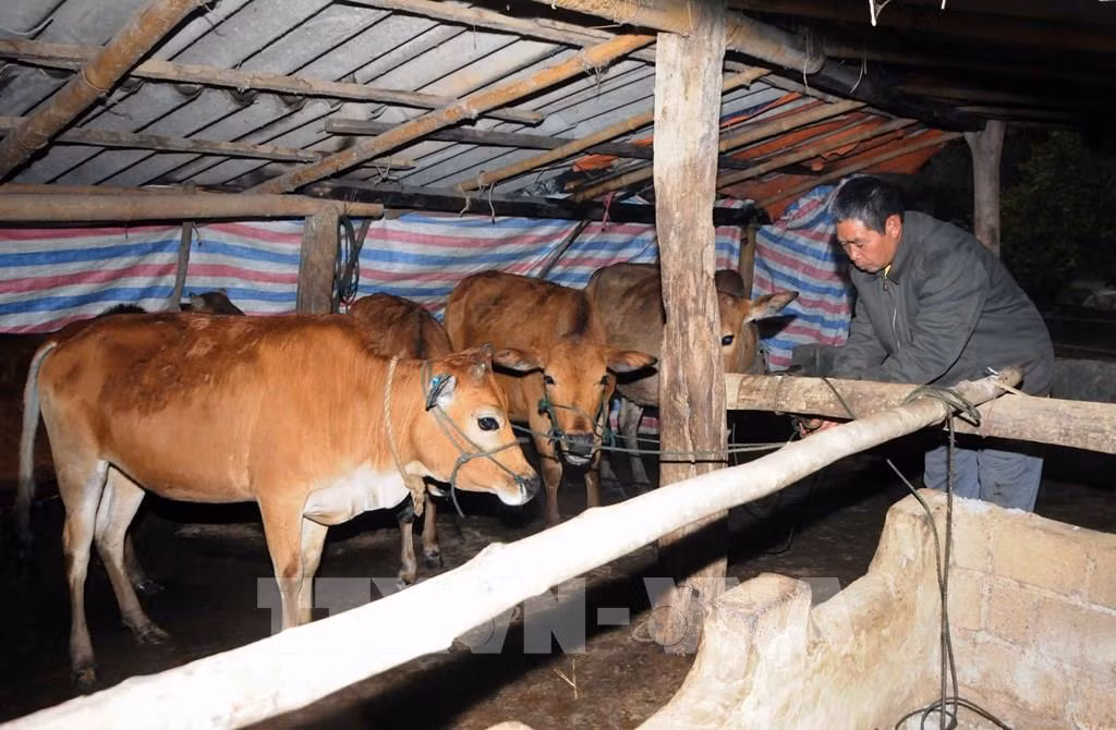 Tiêm phòng khẩn cấp phòng bệnh viêm da nổi cục trên trâu, bò ảnh 1