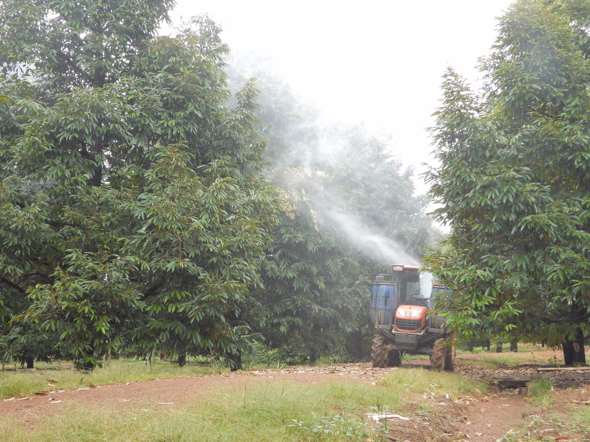 "Ông Năm sầu riêng” với sáng tạo khoa học kỹ thuật, sản xuất nông nghiệp hữu cơ ảnh 2