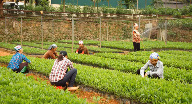 Hiệu quả từ trồng rừng vụ Xuân ở vùng cao Yên Bái ảnh 1 Hiệu quả từ trồng rừng vụ Xuân ở vùng cao Yên Bái ảnh 1