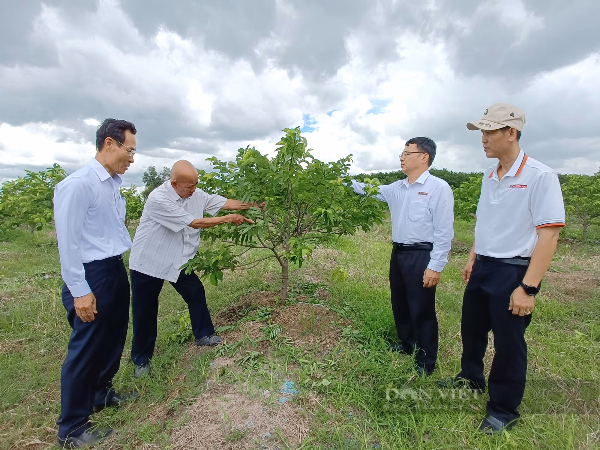 Lão nông Võ Văn Ten trồng rừng bên hồ Dầu Tiếng ảnh 1