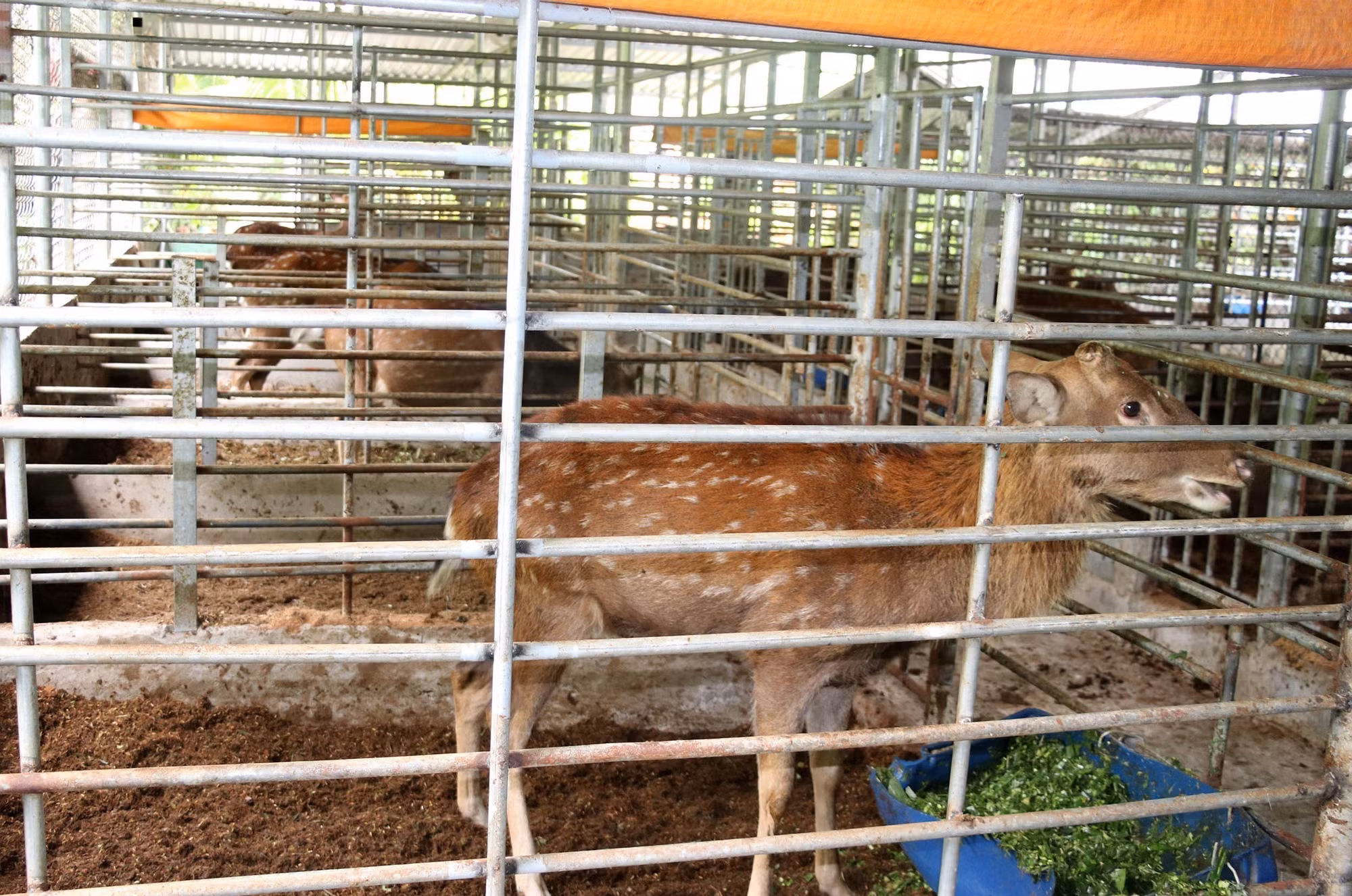 Anh Nguyễn Hoàng Việt nuôi hươu sao lấy nhung thu gần 450 triệu đồng/năm ảnh 2