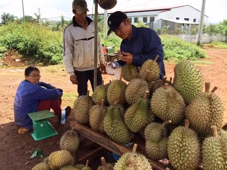 Định danh cho sản phẩm sầu riêng Krông Pắc ảnh 1