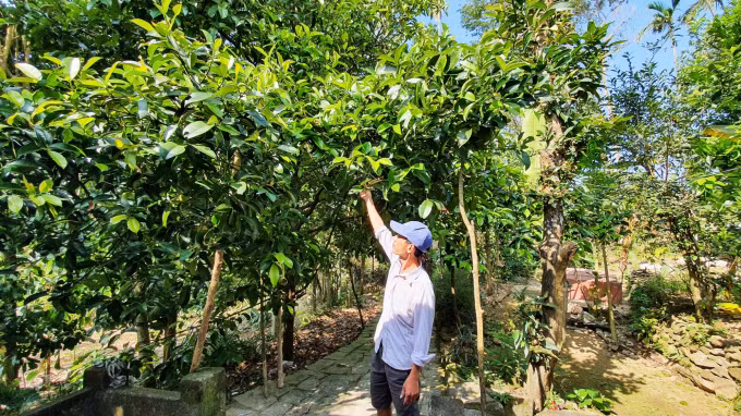 Quảng Nam: Chuyển đổi trồng cây măng cụt cho doanh thu 700 triệu đồng/ha/năm ảnh 1