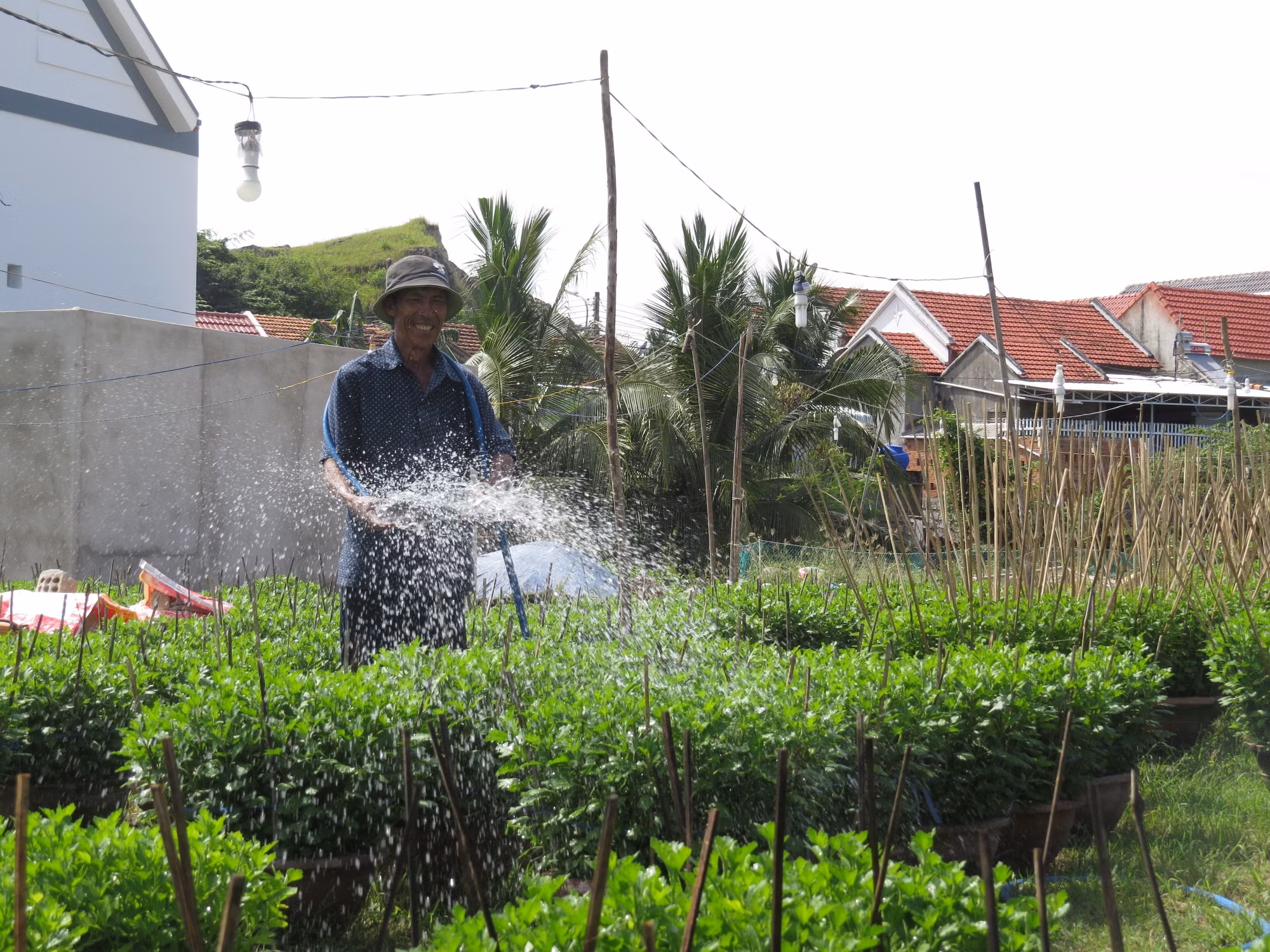 Làng hoa cúc Ninh Giang tất bật chuẩn bị vào vụ Tết ảnh 2