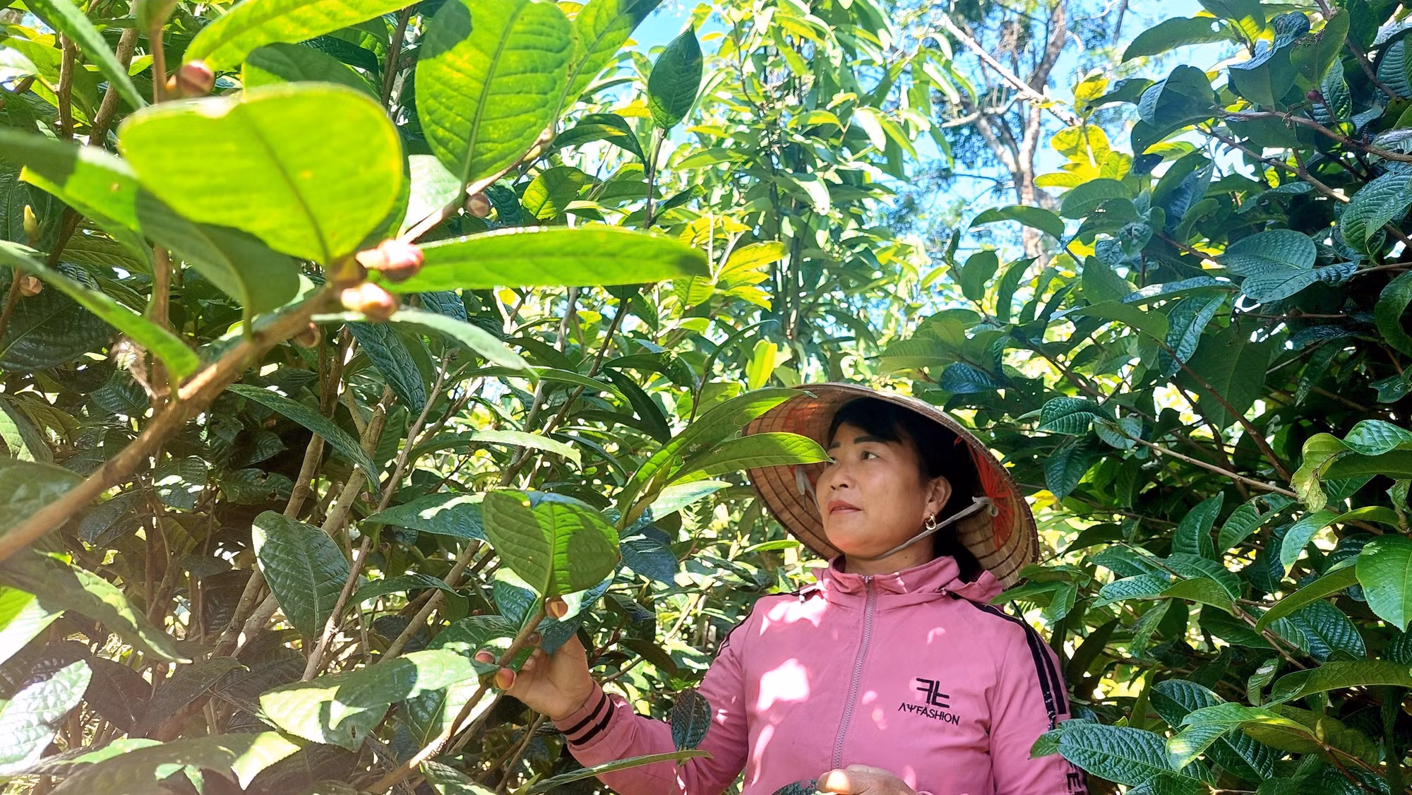 Trà hoa vàng - cây “đổi đời” của người dân Ba Chẽ ảnh 2