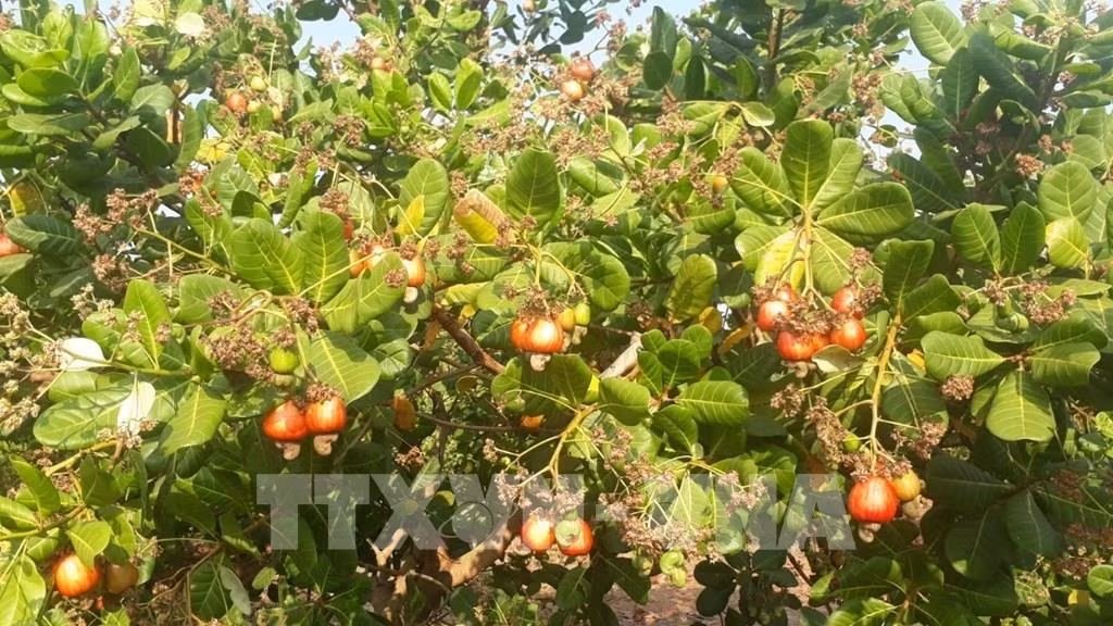 Ngăn chặn bán điều non, "tín dụng đen" trong vùng đồng bào dân tộc thiểu số tỉnh Bình Phước ảnh 3