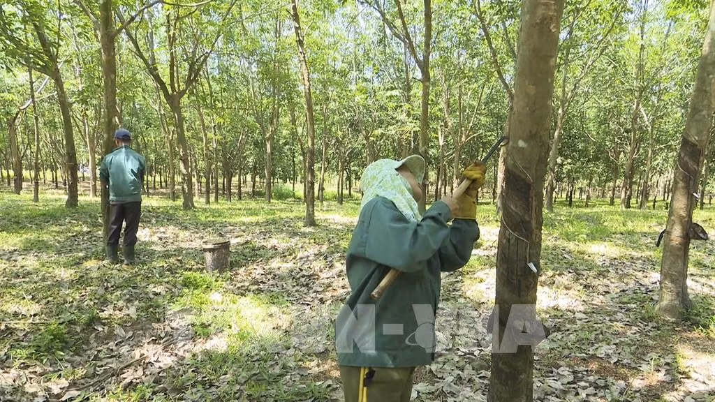 Quảng Trị nâng cao giá trị sản phẩm các cây công nghiệp chủ lực ảnh 1