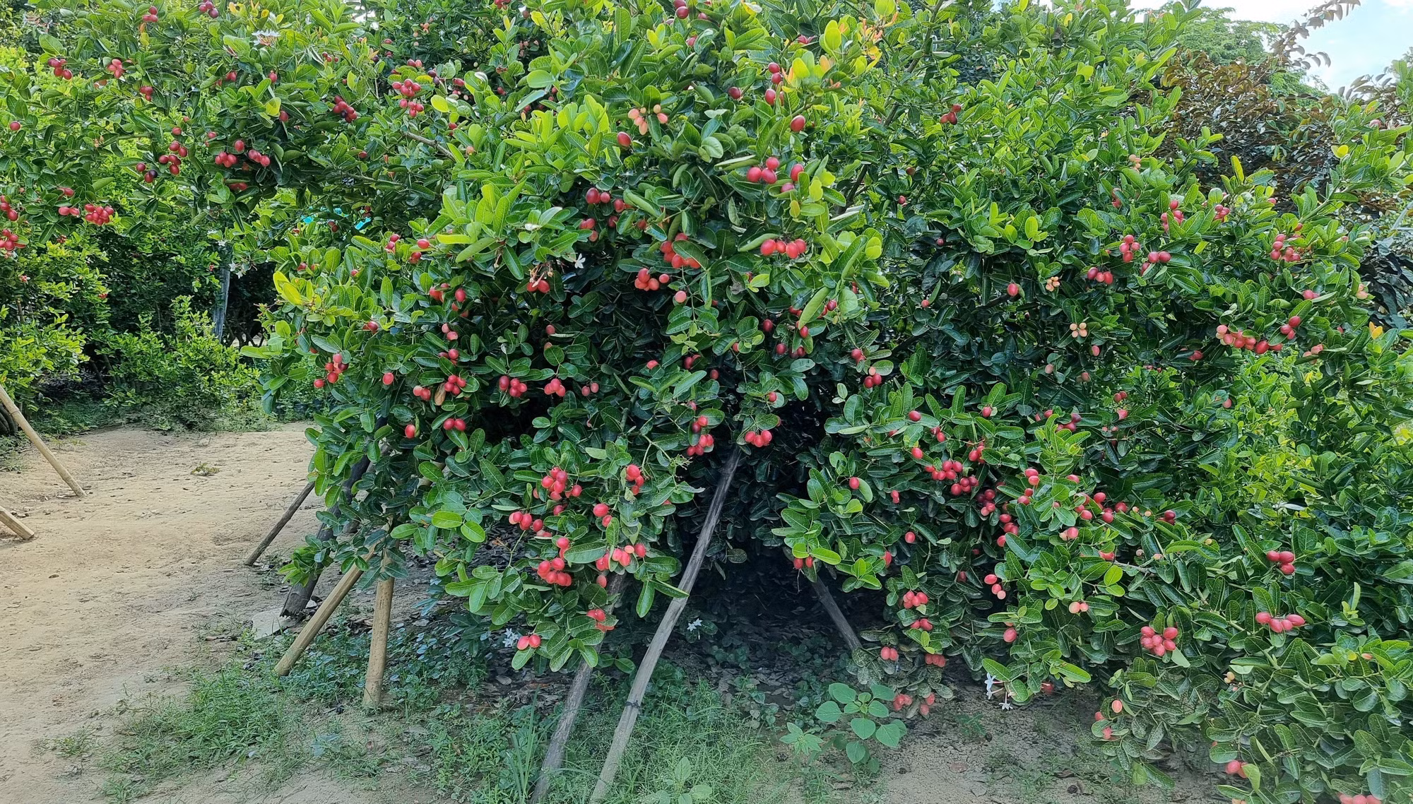 Triển vọng phát triển kinh tế từ cây si rô ở xứ nắng Ninh Thuận ảnh 2