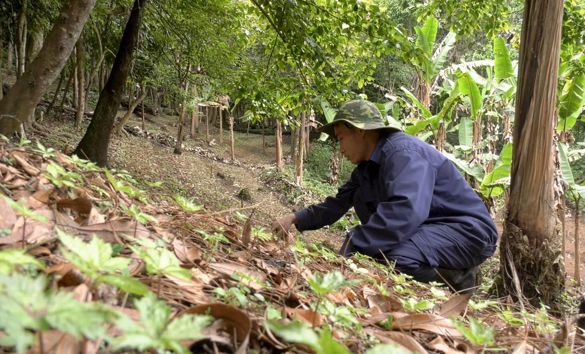 Triển vọng phát triển cây dược liệu trên vùng đất phía Tây Nghệ An ảnh 2