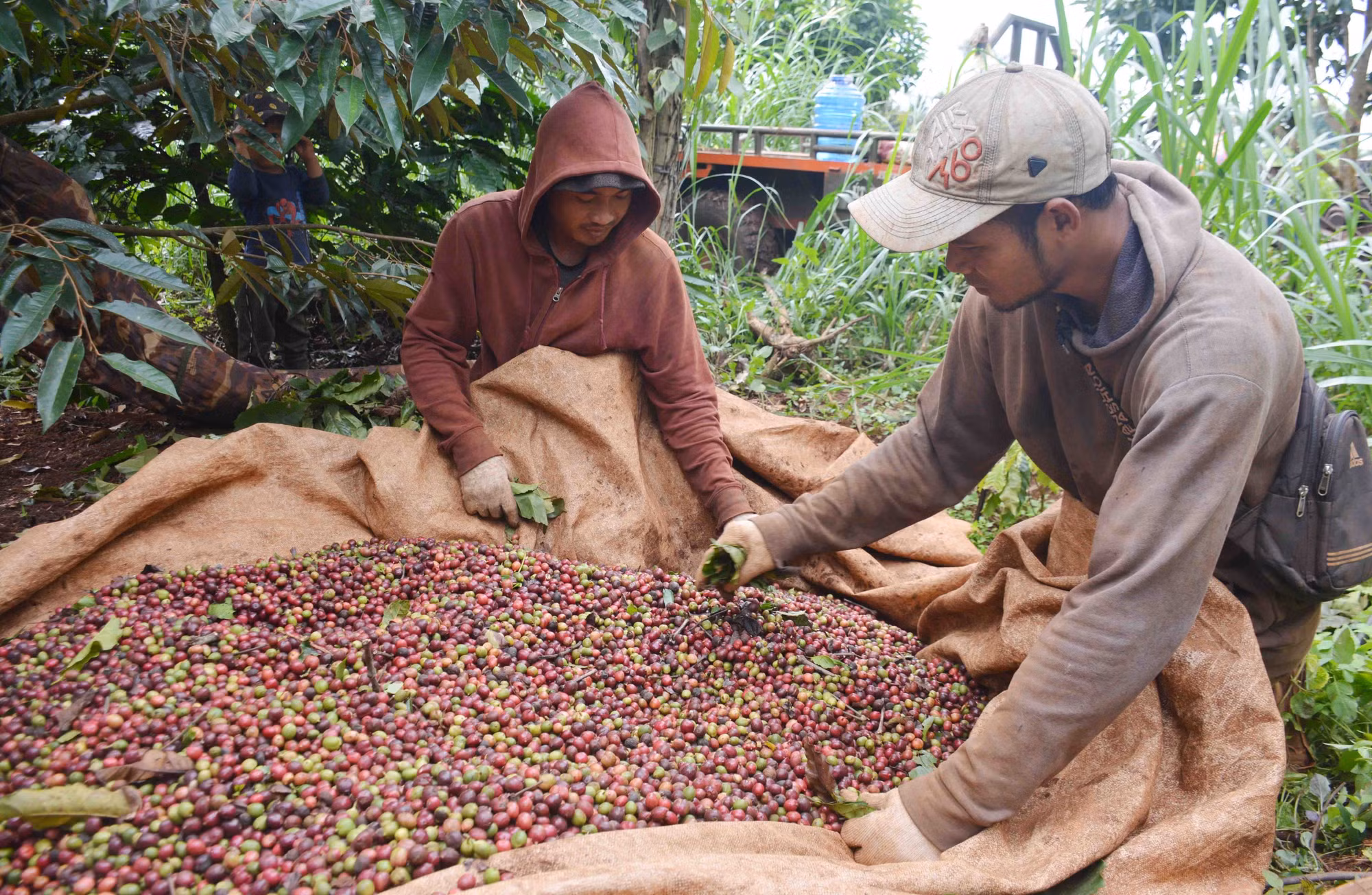 Cà phê Đắk Lắk được giá, được mùa ảnh 3
