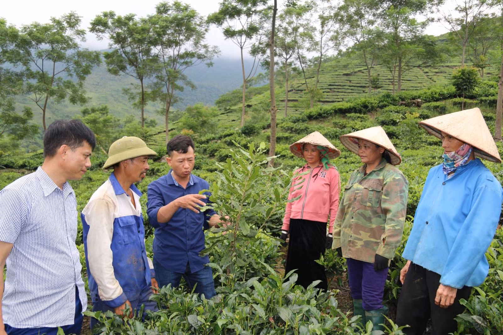 Triển vọng từ mô hình trồng mắc ca xen cây chè ở Yên Bái ảnh 1