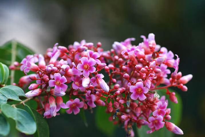 Hoa đẹp chữa bệnh ảnh 4