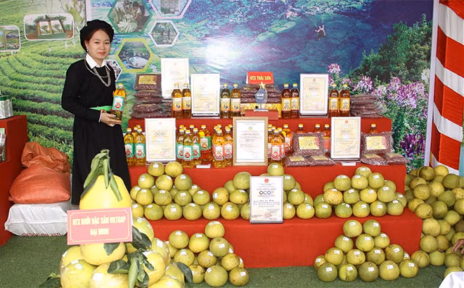 Yên Bái nâng cao chất lượng, mở rộng thị trường tiêu thụ sản phẩm OCOP ảnh 1