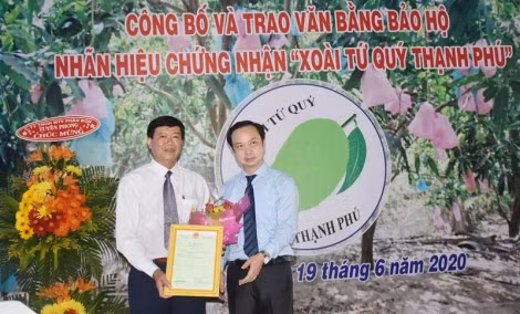 Bến Tre: Công bố nhãn hiệu chứng nhận "Xoài tứ quý Thạnh Phú" ảnh 1