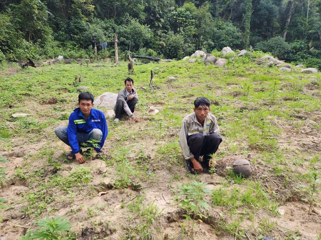 Bình Thuận: Tạm giữ hình sự ba đối tượng trồng cần sa trái phép trên Núi Bể ảnh 1