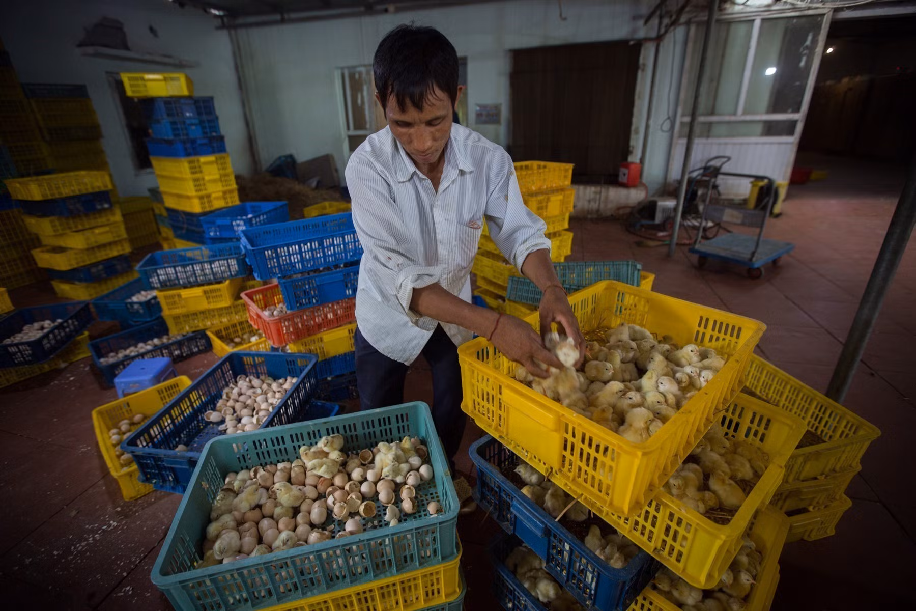 Hòa Bình: Đưa chăn nuôi công nghệ cao thành ngành mũi nhọn phát triển kinh tế ảnh 2