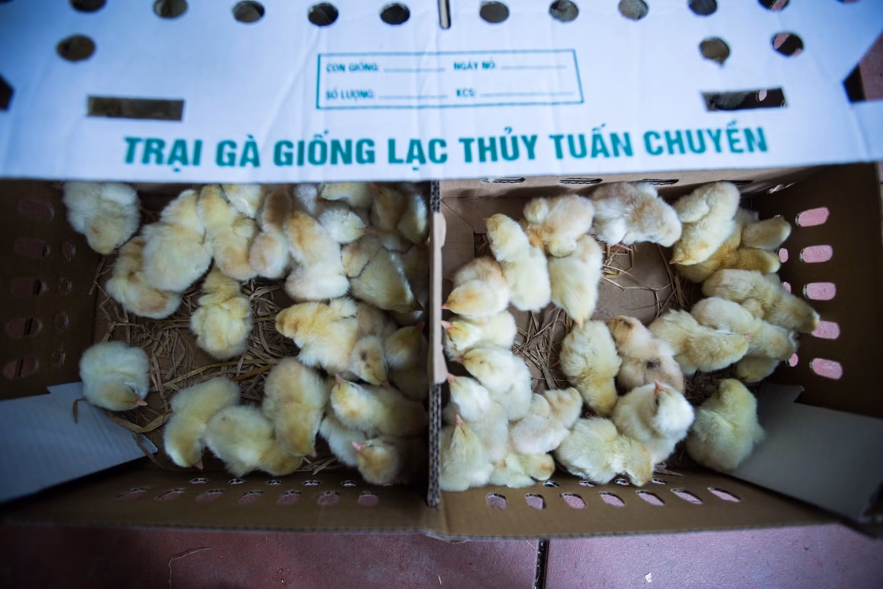 Hòa Bình: Đưa chăn nuôi công nghệ cao thành ngành mũi nhọn phát triển kinh tế ảnh 3