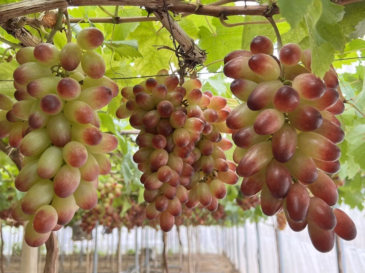 Ninh Thuận chính thức phát triển hai giống nho mới có nhiều ưu điểm vượt trội ảnh 3