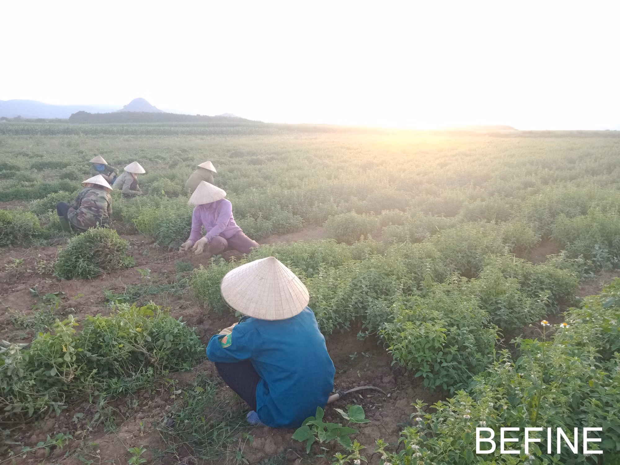 Người thanh niên vùng cao Dương Ngọc Trường quyết tâm thoát nghèo ảnh 2