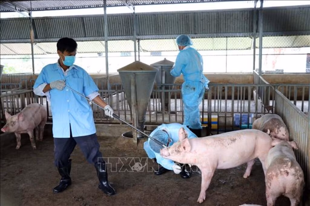 Bà Rịa - Vũng Tàu: Hỗ trợ nhiều loại vaccine phòng, chống bệnh động vật trên cạn ảnh 1