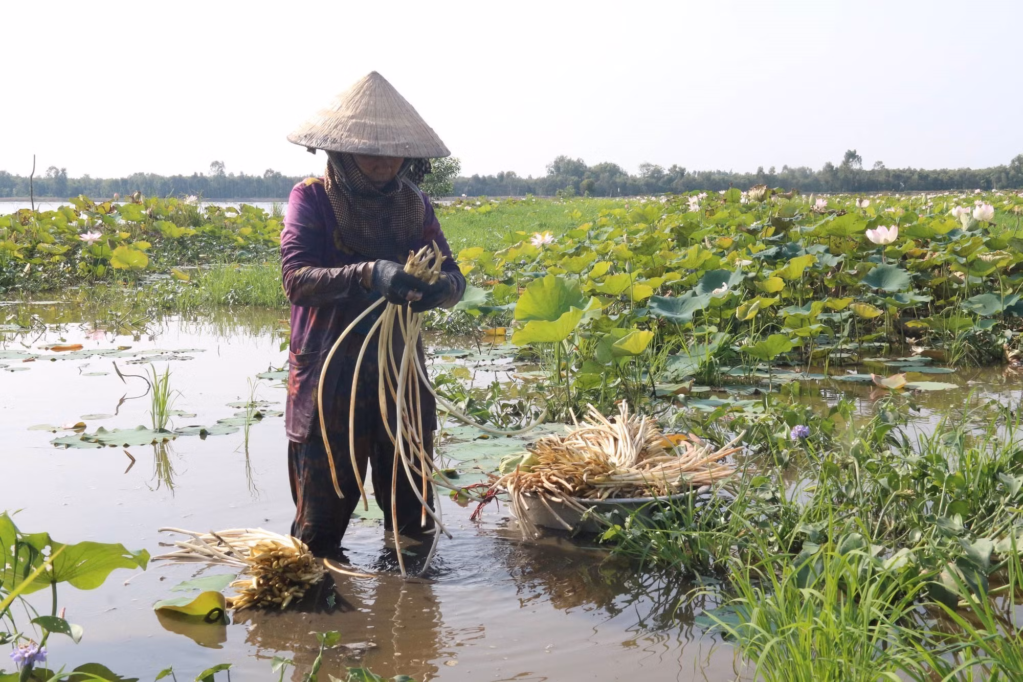 Vùng đầu nguồn sông Tiền chủ động chung sống với lũ ảnh 2