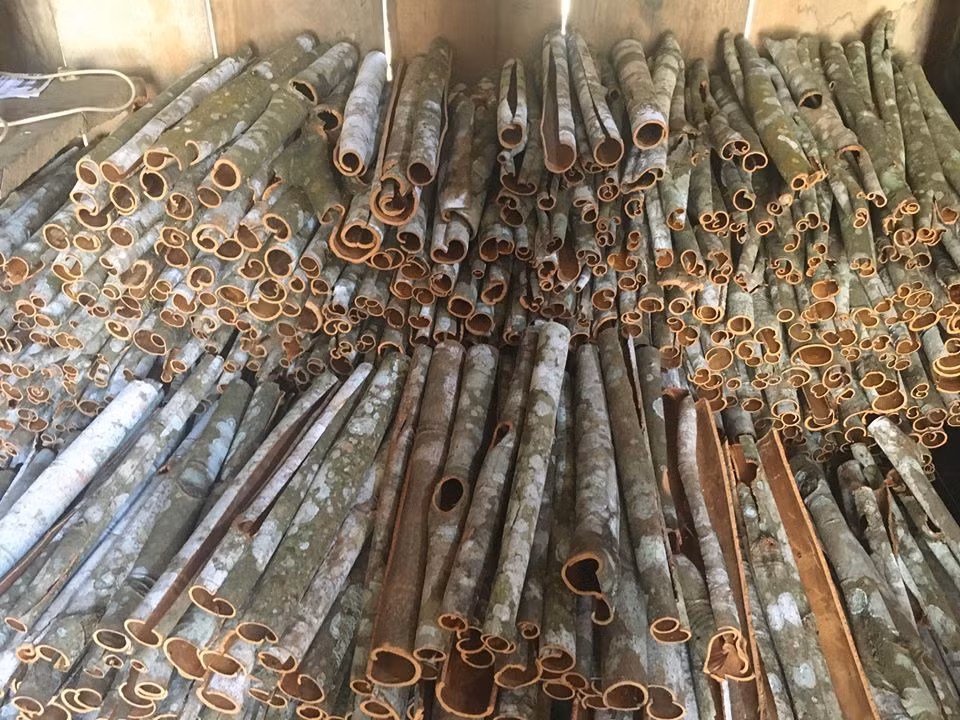 Cây quế giúp đồng bào xã vùng cao Nậm Đét thoát nghèo ảnh 1 Cây quế giúp đồng bào xã vùng cao Nậm Đét thoát nghèo ảnh 1