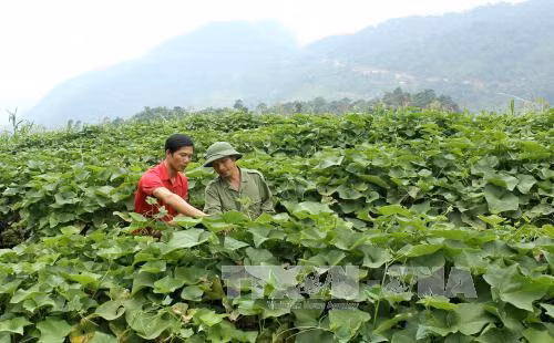 Nâng cao giá trị thương hiệu su su Sa Pa nhờ liên kết "4 nhà" ảnh 1
