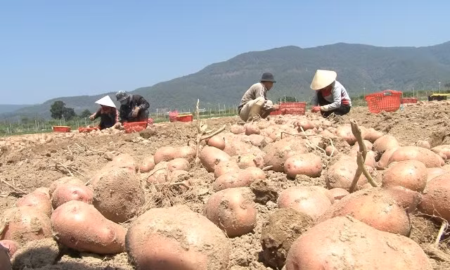 Nghiên cứu chọn tạo giống khoai tây sản xuất quanh năm tại Đà Lạt ảnh 1