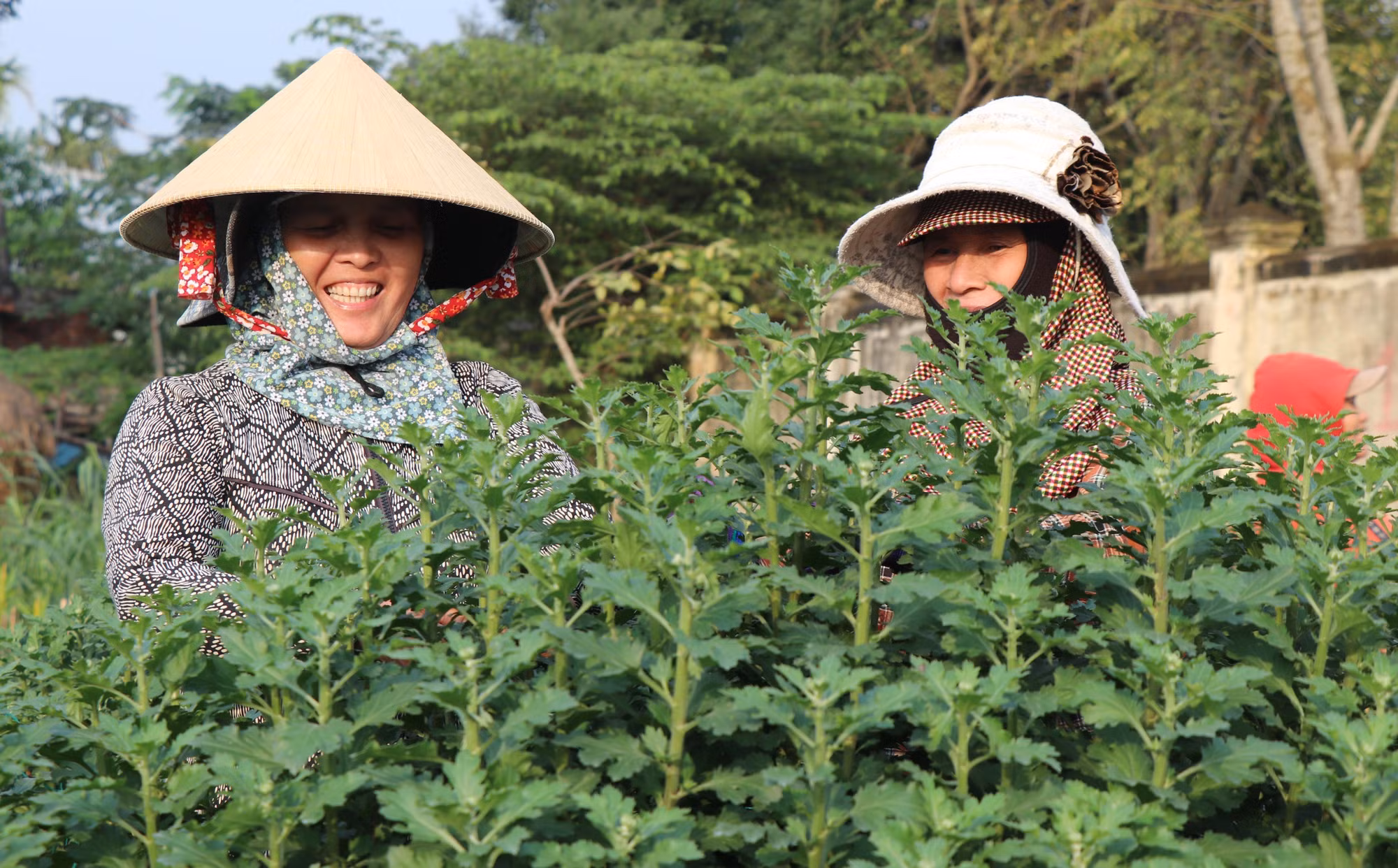 Làng hoa Nghĩa Hiệp ở Quảng Ngãi rộn ràng vào Tết ảnh 3