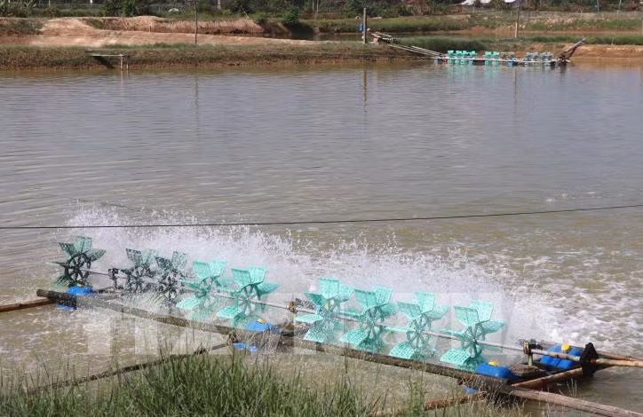 Trà Vinh: Hiệu quả kinh tế cao từ trồng rừng kết hợp với nuôi tôm, cá ảnh 1