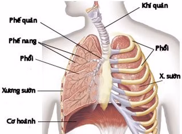 Sự không đồng đều về tốc độ lão hóa của các cơ quan trong cơ thể người ảnh 1