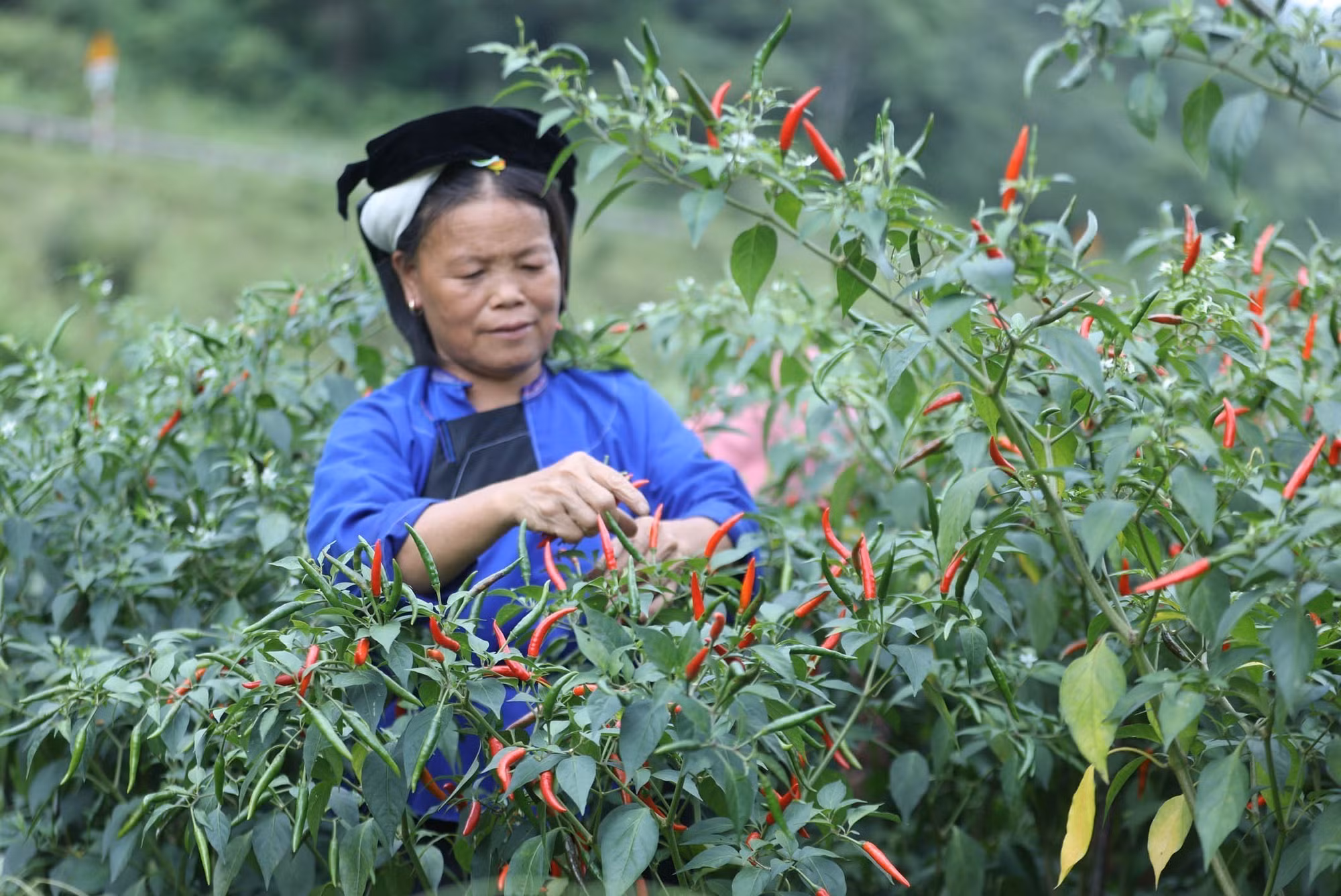 Lạng Sơn hợp tác với khách hàng tiềm năng tiêu thụ ớt quả tươi ảnh 1