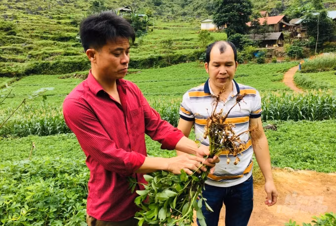 Anh Bế Văn Tùng - Giám đốc trẻ người Tày say mê cây lạc ảnh 1