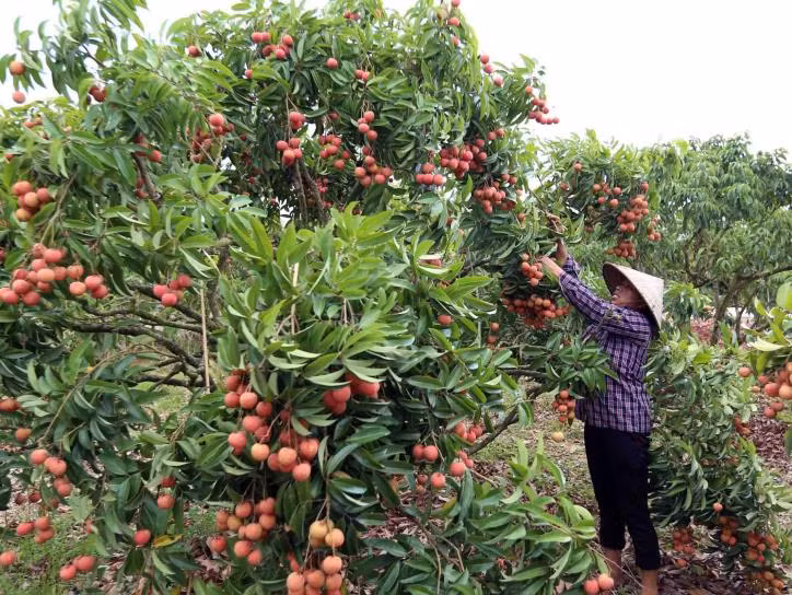 Sở hữu trí tuệ góp phần đưa nông sản Việt đến thị trường thế giới (Bài 1) ảnh 2