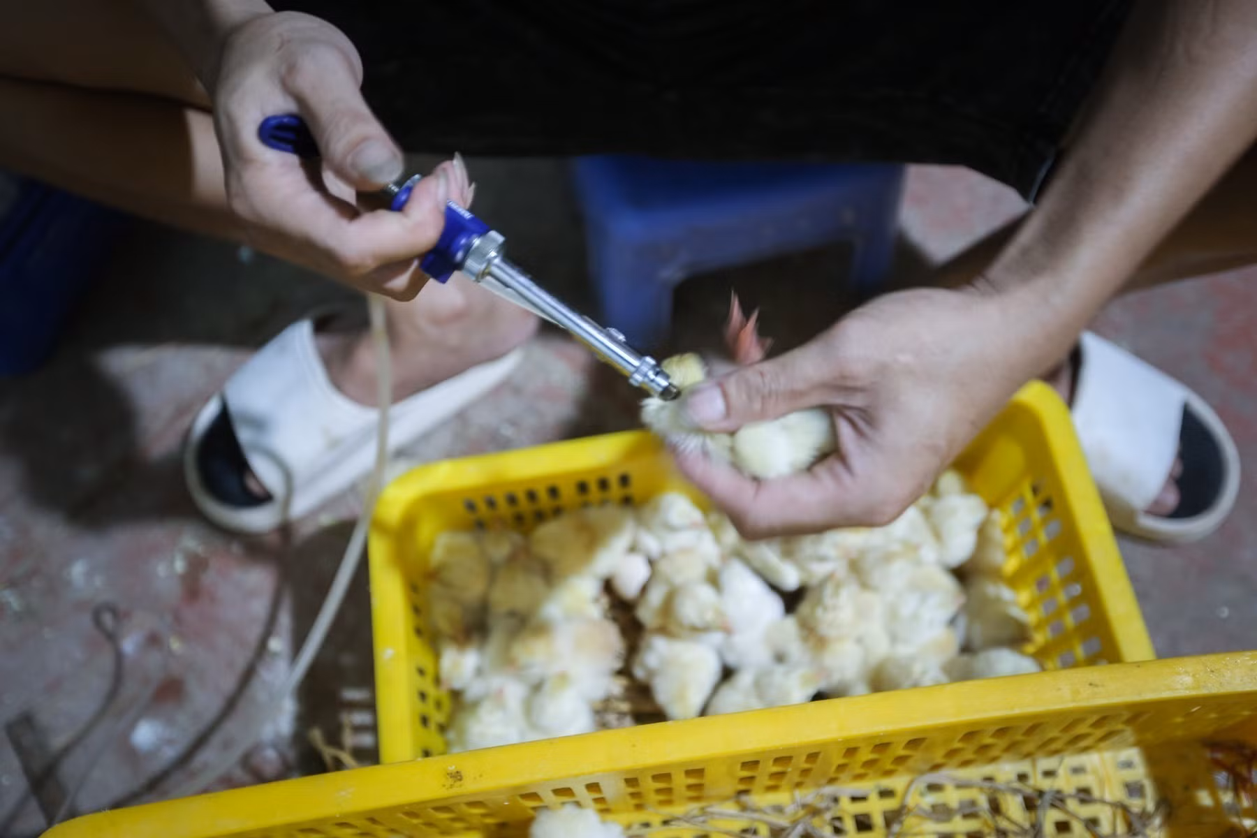 Hòa Bình: Đưa chăn nuôi công nghệ cao thành ngành mũi nhọn phát triển kinh tế ảnh 1