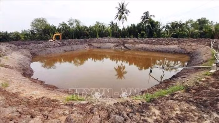 Tích trữ nước ngọt, phòng trừ sâu bệnh cho lúa Đông Xuân ảnh 1