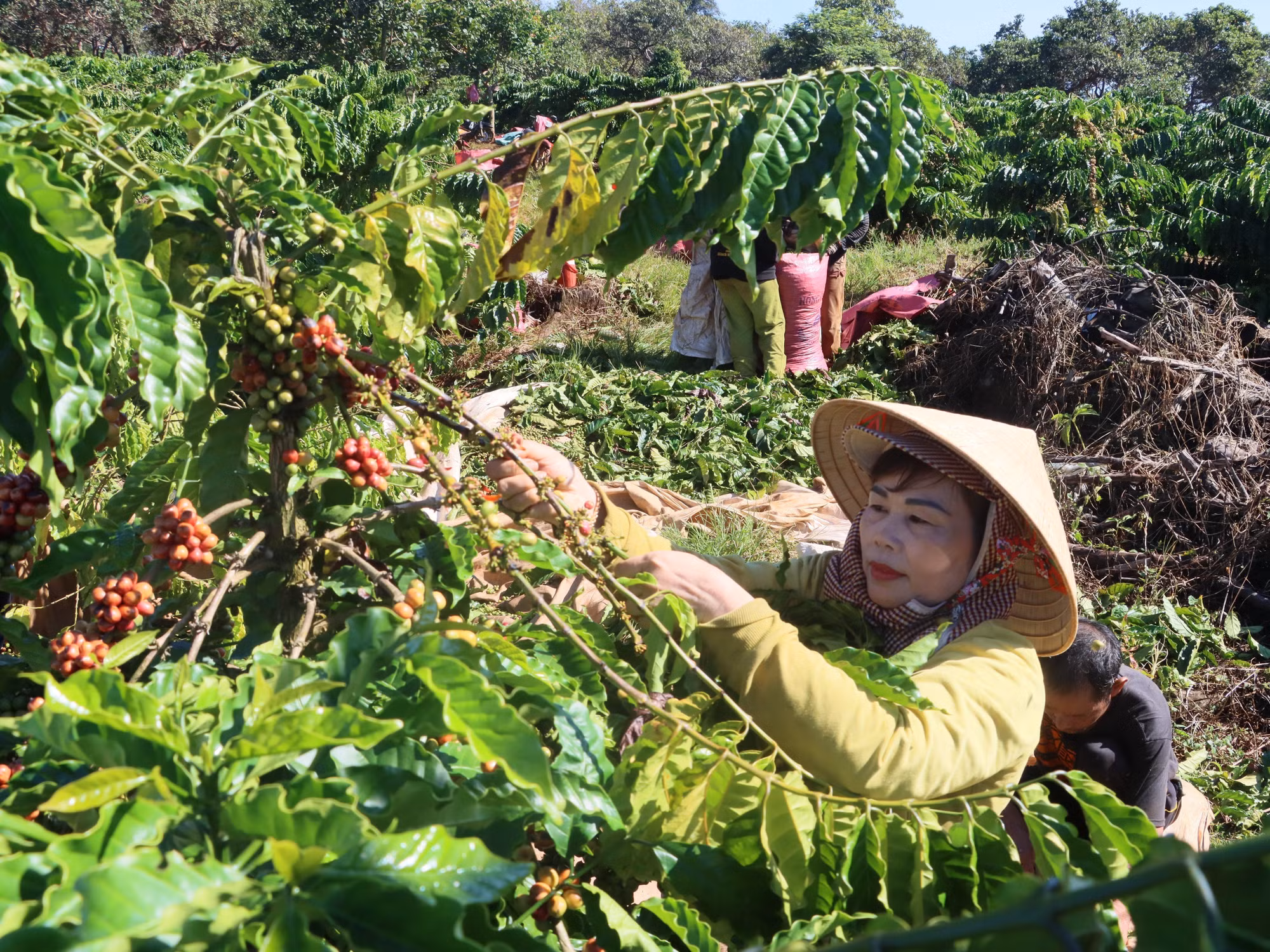 Niềm vui nhân đôi với người trồng cà phê ảnh 2