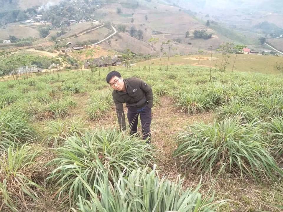 Anh thanh niên người Tày An Văn Tuấn làm giàu từ cây cỏ dân dã vườn nhà ảnh 1