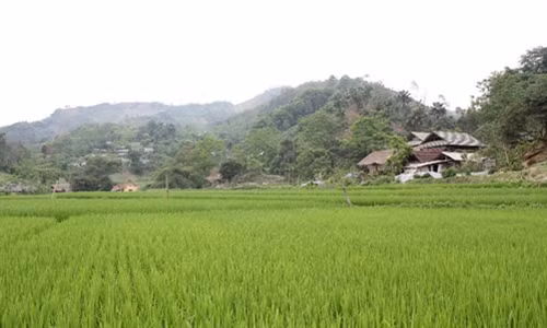 Hiệu quả chương trình 135 ở Trung Sơn ảnh 3