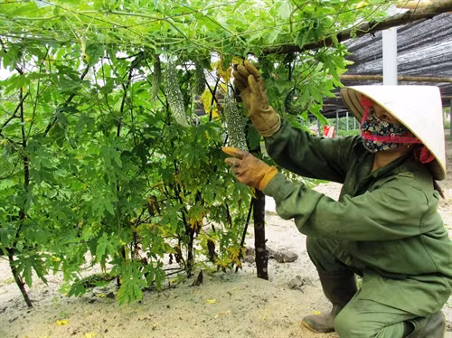 Vườn xanh trên cát trắng