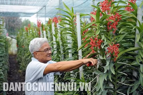 Vườn lan Ba Được tại xã Tân Thông Hội - xã đầu tiên đạt chuẩn NTM của TP.HCM. Từ 600 gốc lan được xã hỗ trợ từ giai đoạn đầu của chương trình NTM, đến giai đoạn 2, với nguồn vốn vay hơn 2 tỷ đồng, nhà vườn đã mở rộng thêm diện tích lên thành 12.000 m2 với hơn 50.000 gốc lan, thu lợi nhuận hơn 100 triệu đồng mỗi năm. Trong ảnh: Ông Ba Được chăm sóc những cành lan trong vườn
