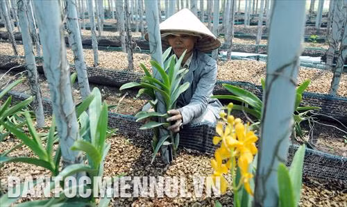 Công nhân chăm sóc lan tại vườn lan Ba Được