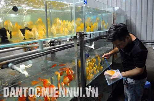 Công ty Cổ phần Sinh vật cảnh Thiên Đức (ấp Tiền, xã Tân Thông Hội, huyện Củ Chi) hiện nuôi hàng ngàn loại cá kiểng mang lại hiệu quả kinh tế cao, xuất khẩu sang các nước châu Á, châu Âu và Mỹ; đồng thời, cung cấp cá giống và hướng dẫn chuyển giao kỹ thuật cho bà con nông dân trên địa bàn. Trong ảnh: Công nhân của công ty chăm sóc cá kiểng