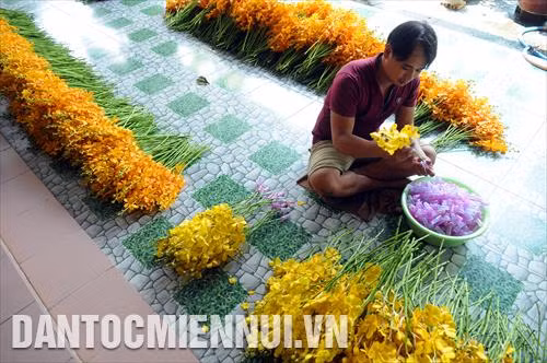 Vườn lan Ba Được mỗi tháng thu mua từ 35.000-40.000 cành lan, mỗi cành có giá khoảng 5.000 đồng